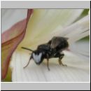 Hylaeus nigritus - Maskenbiene m01a fdet10.jpg